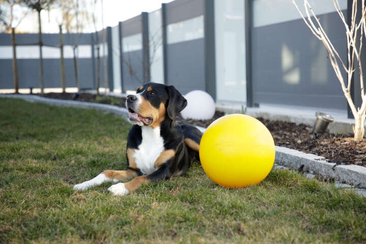 KERBL Hundespielball